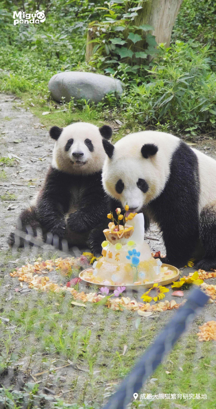 花花与和叶正在吃着生日蛋糕。@开饭了大熊猫 图