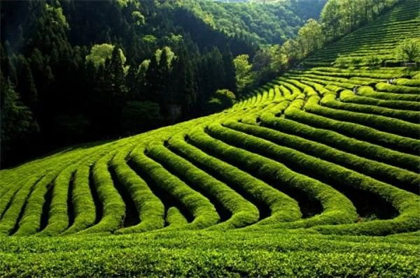 大清谷问茶|杭州市_新浪新闻