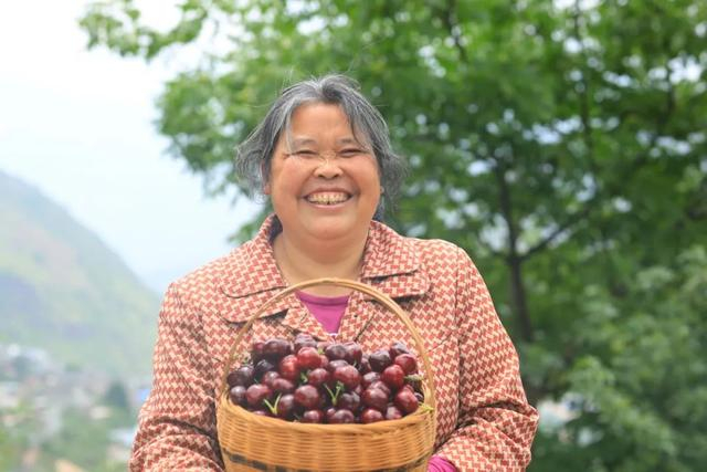 樱桃上市季，果农喜笑颜开。受访者供图