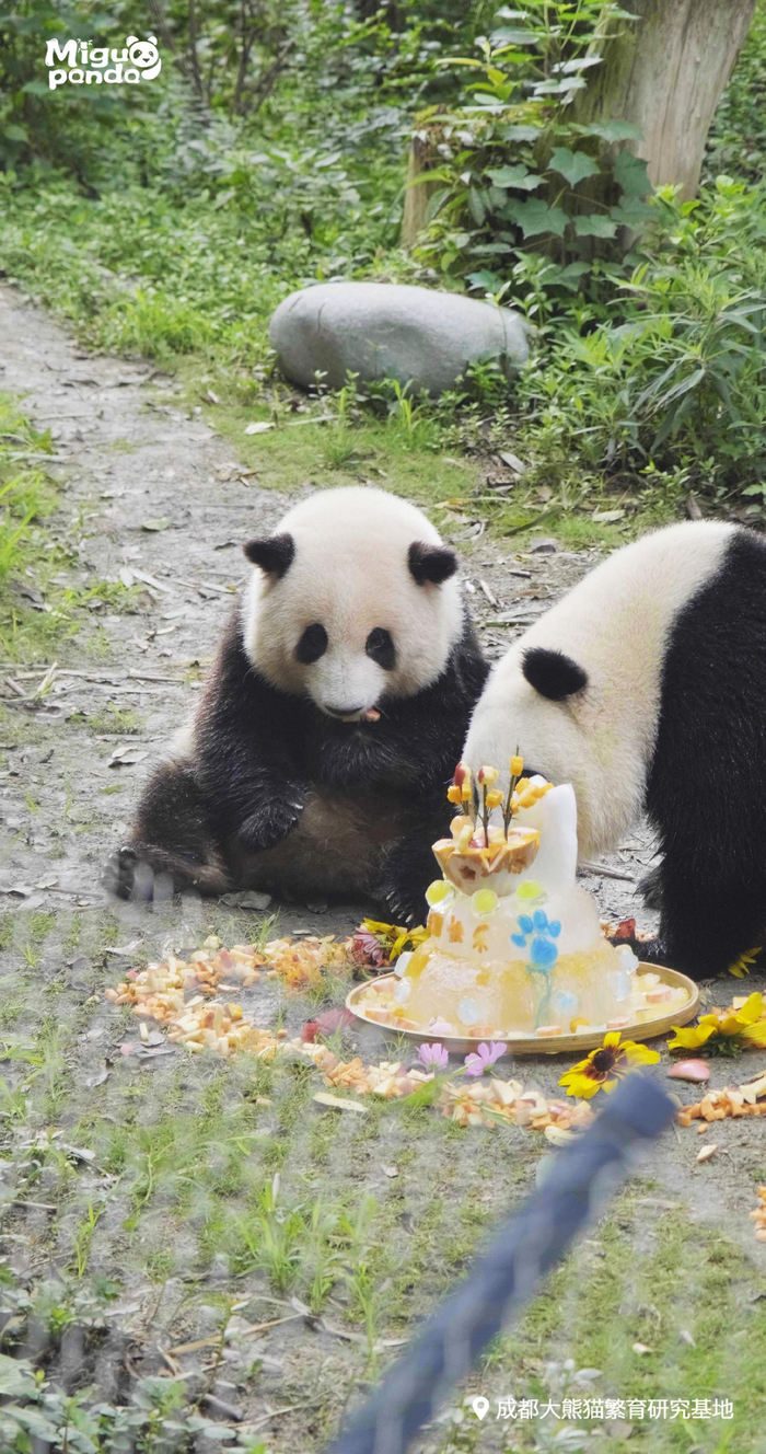 花花与和叶正在吃着生日蛋糕。@开饭了大熊猫 图