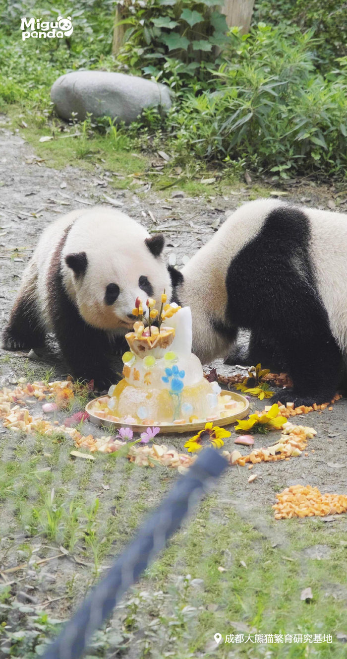 花花与和叶正在吃着生日蛋糕。@开饭了大熊猫 图