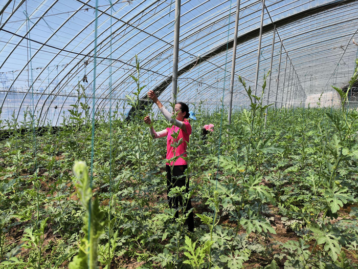 在新疆疏勒县郭牌西瓜种植培训基地,农户在大棚里检查作物长势.