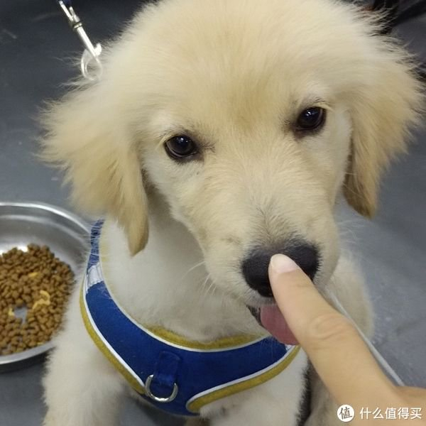 夏天和可爱的小狗狗一起过吧|小金毛|狗_新浪新闻