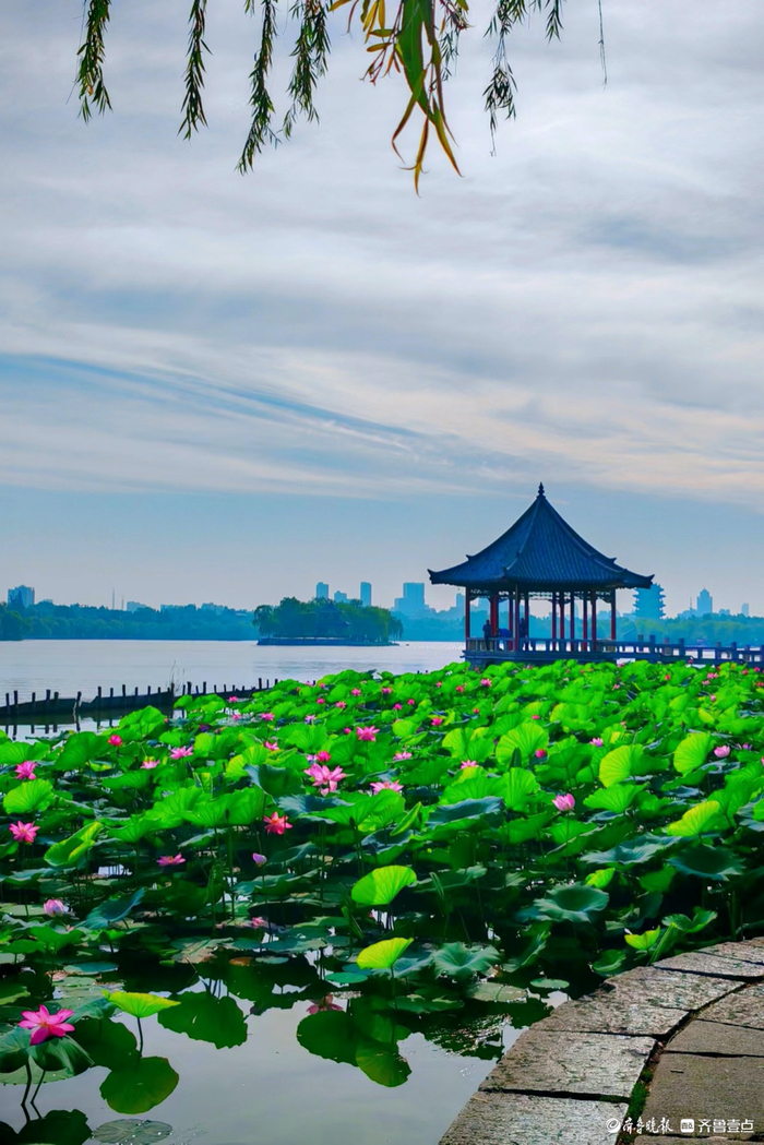 大明湖映日荷花别样红,碧水蓝天好风景|大明湖_新浪新闻