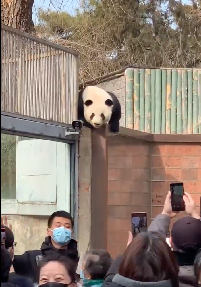 萌兰“越狱”名场面  视频截图