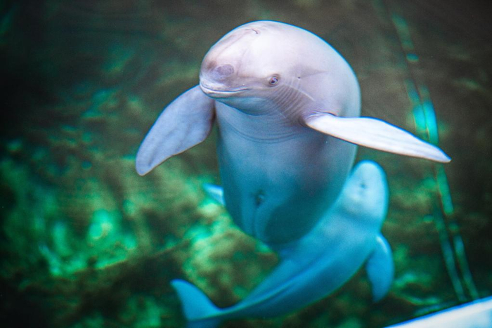 2022年6月29日，江豚妈妈“福久”和小江豚“F9C22”在中国科学院水生生物研究所白鱀豚馆游动。新华社记者 肖艺九 摄