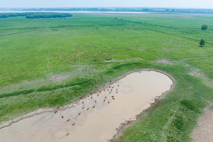 2023年5月19日，一群麋鹿在湖北石首麋鹿国家级自然保护区内活动。新华社记者 肖艺九 摄