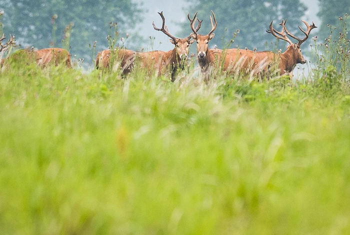 2021年5月17日，一群麋鹿在石首麋鹿国家级自然保护区内活动。新华社记者 肖艺九 摄
