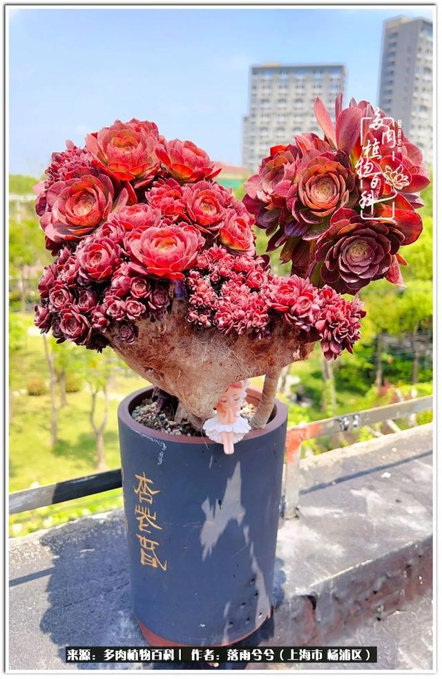 粉霞～雅典娜～钟爱～红金刚～粉女巫～粉女巫～还是粉女巫～红腹轮