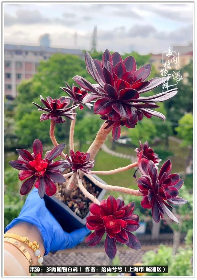 爱多肉,爱生活,法师也是偏爱!