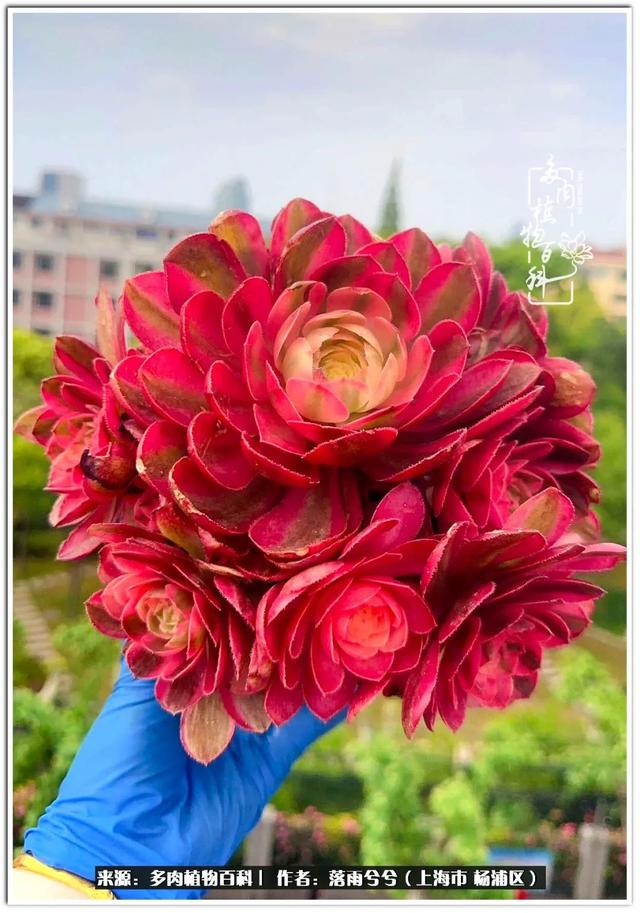 番美～粉黛～倾城～欧紫～荷兰玫瑰朵朵缀～甜茶很香～赤霞飞～万圣节