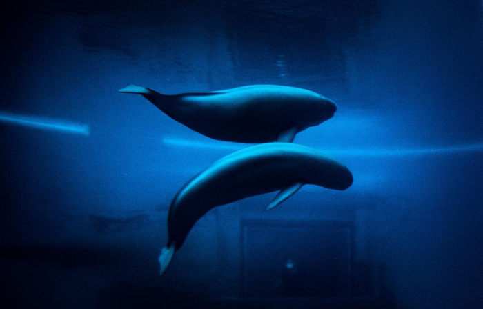 2021年7月5日，在中国科学院水生生物研究所白鱀豚馆里，一对江豚母子在水中游弋。新华社记者 肖艺九 摄