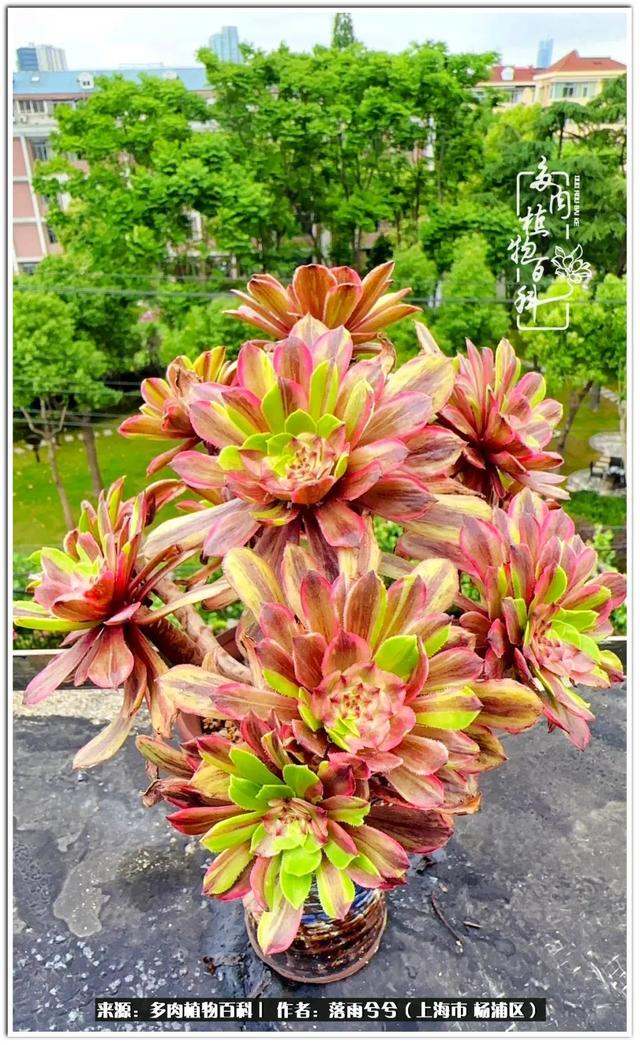 爱多肉爱生活法师也是偏爱