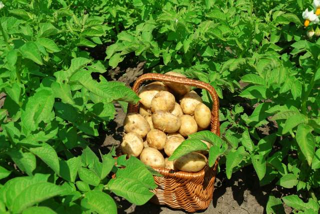 农村9种不打药的蔬菜可以放心吃而且种植容易适合懒人种植