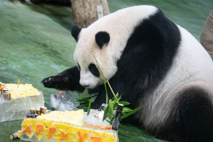 大陆赠台大熊猫团团和圆圆的长女圆仔10岁啦