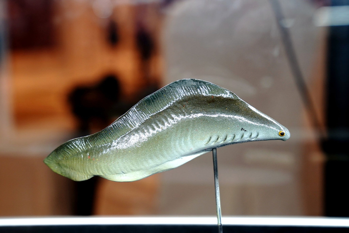 地球系统科学大会上的科普热