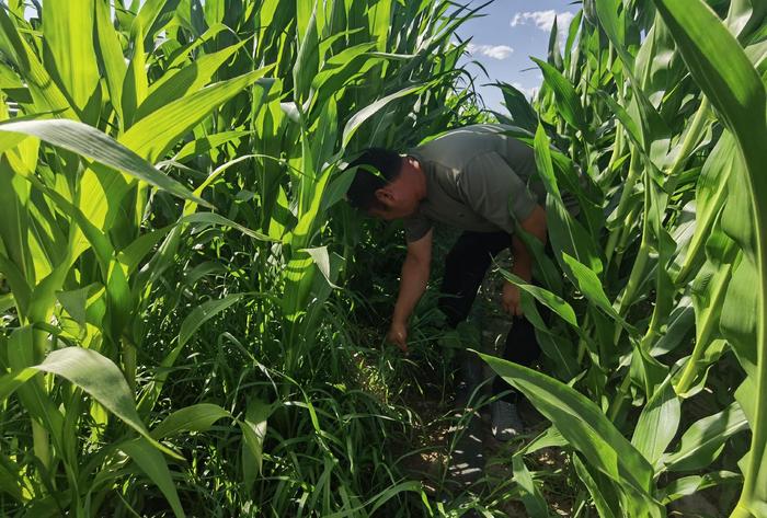 延庆康庄镇玉米种植大户——孙慧明。新京报记者 王巍 摄