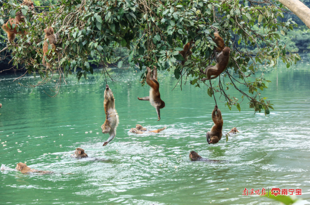 猴子自在游水 （景区供图）