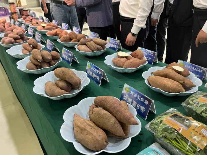 徐州农科院展厅展台上，摆放着不同品种的甘薯。