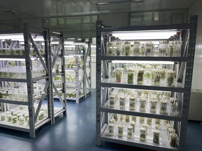 江苏徐州市农业科学院的国家甘薯种质资源试管苗库。