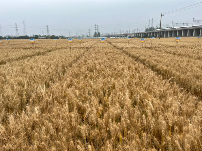 位于江苏徐州的国家小麦新品种区试和育种基地。