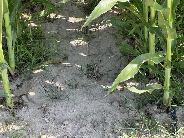 才下过一夜雨的玉米地，由于干旱地表土还是出现了一层干土。新京报记者 王巍 摄