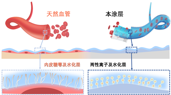 抗凝血涂层结构及功能示意图。