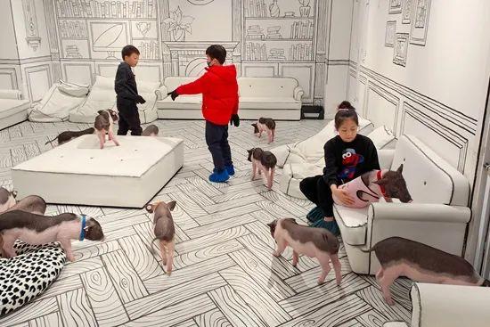 某市集内，孩子们在一家宠物店和小香猪玩耍。视觉中国供图