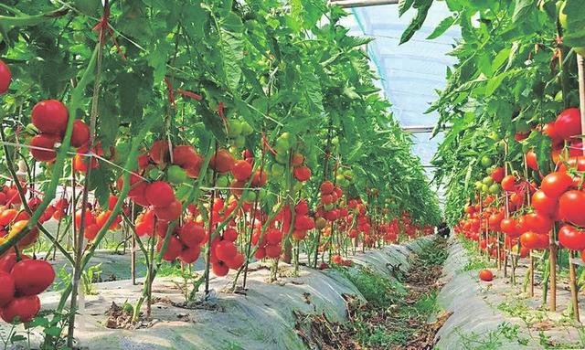 树掌镇大力发展旱地蔬菜，丰富全镇人民的“菜篮子”。图为旱地西红柿蔬菜大棚。