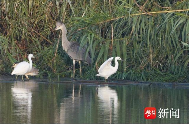 洪泽湖畔,万亩芦苇荡成了白鹭“天堂”__财经头条