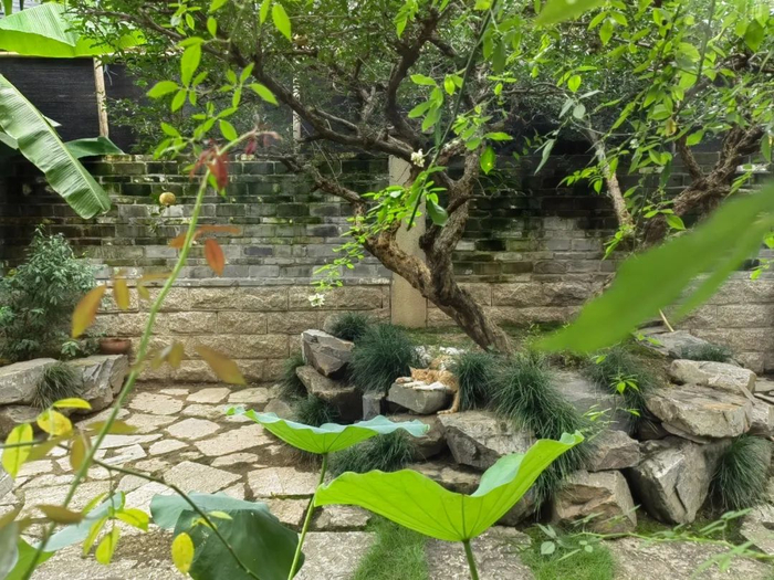 江寻千家的院子里，种满了各种植物。（图/新周刊记者摄）
