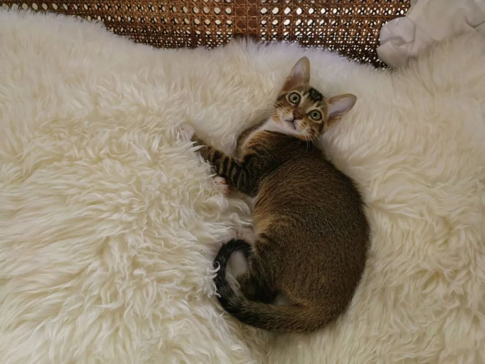 江寻千收养的小奶猫。（图/新周刊记者摄）