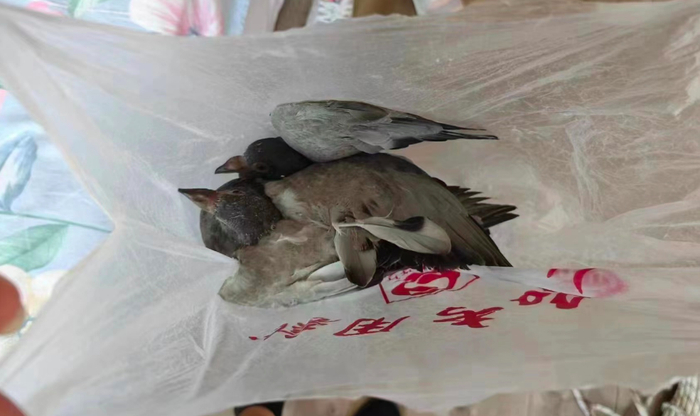 取出的鸽子