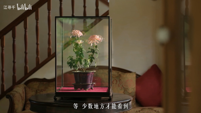 江寻千自己制作的通草花，非常逼真。（图/@江寻千）