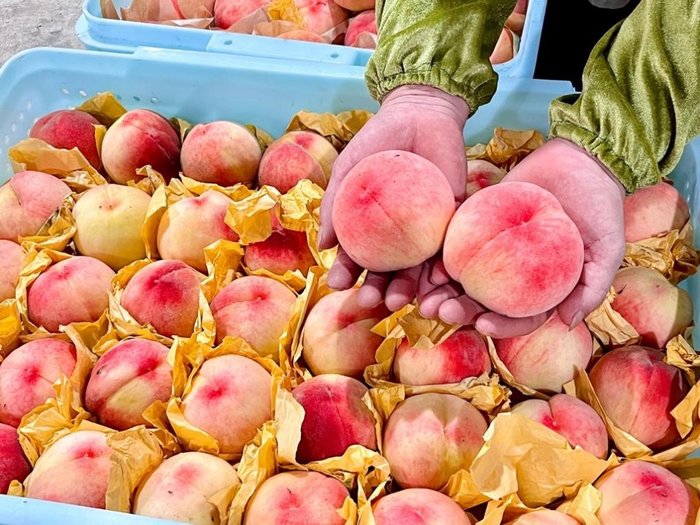 头茬南汇水蜜桃甜蜜来袭上海市民最快30分钟可尝鲜