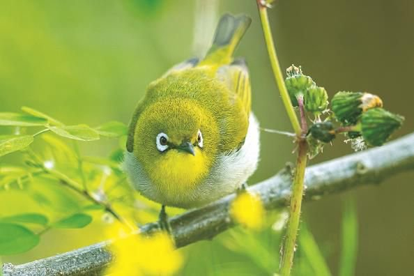 南汇东滩暗绿绣眼  鸟友供图