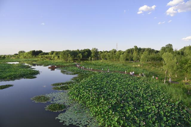 漳泽湖国家城市湿地公园荷花正艳