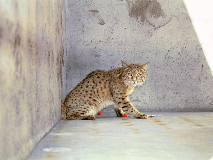 中国野猫图片图片