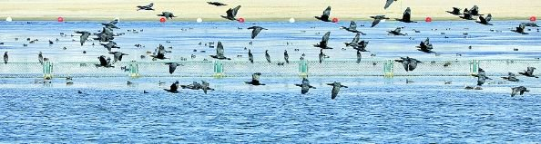 鸬鹚、苍鹭和斑嘴鸭等候鸟在金山城市沙滩鹦鹉洲停留  特约通讯员  庄毅  摄