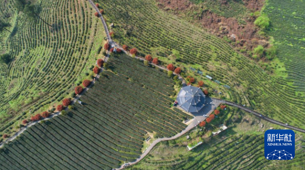 在贵州省贵阳市花溪区久安乡，曾经的煤山如今变成了茶山。（胡桢桢 摄）