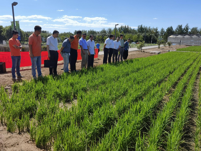 告别水作种水稻南苑稻等北京稻米品牌将重启种植