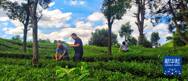 7月5日，当地农业干部在查看茶叶长势。新华社记者 潘德鑫 摄