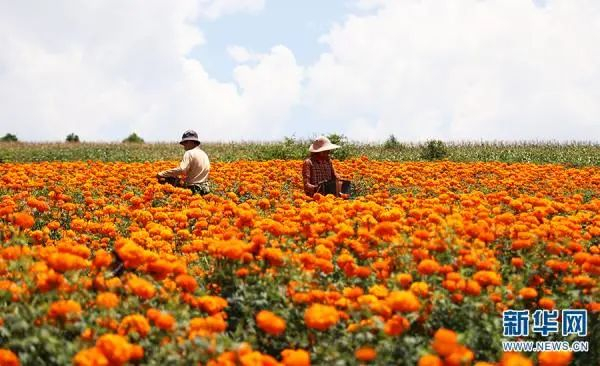 曲靖市沾益区炎方乡松韶村村民正在采摘万寿菊 顾正晖 雷学高 摄