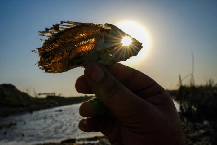 当地时间7月5日，伊拉克南部济卡尔省的奇巴伊什，一名男子在干涸的沼泽里展示一条鱼的骨架。视觉中国供图