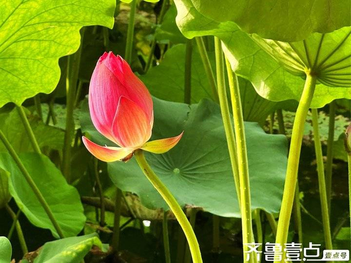 李金虎糟糠情深