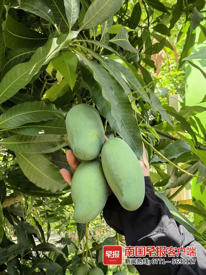 ▲令人翘首期盼的桂七香芒。