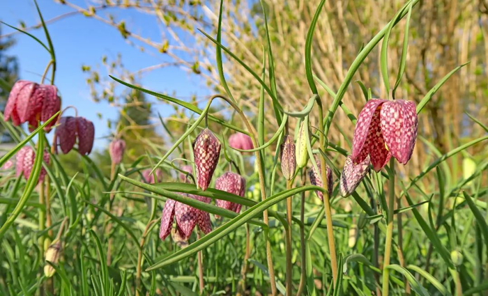 川贝母资料图。