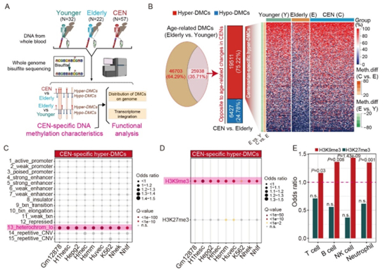 基因组H3K9me3区域高甲基化表征百岁老人健康老化的表观遗传学基础。