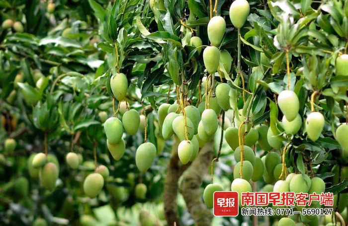 ▲产自百色田东的台农芒。