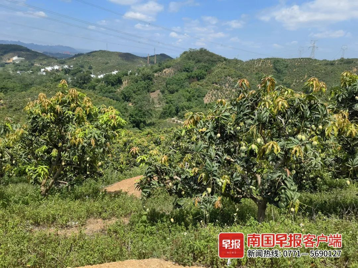 ▲田东核心芒果种植园区。